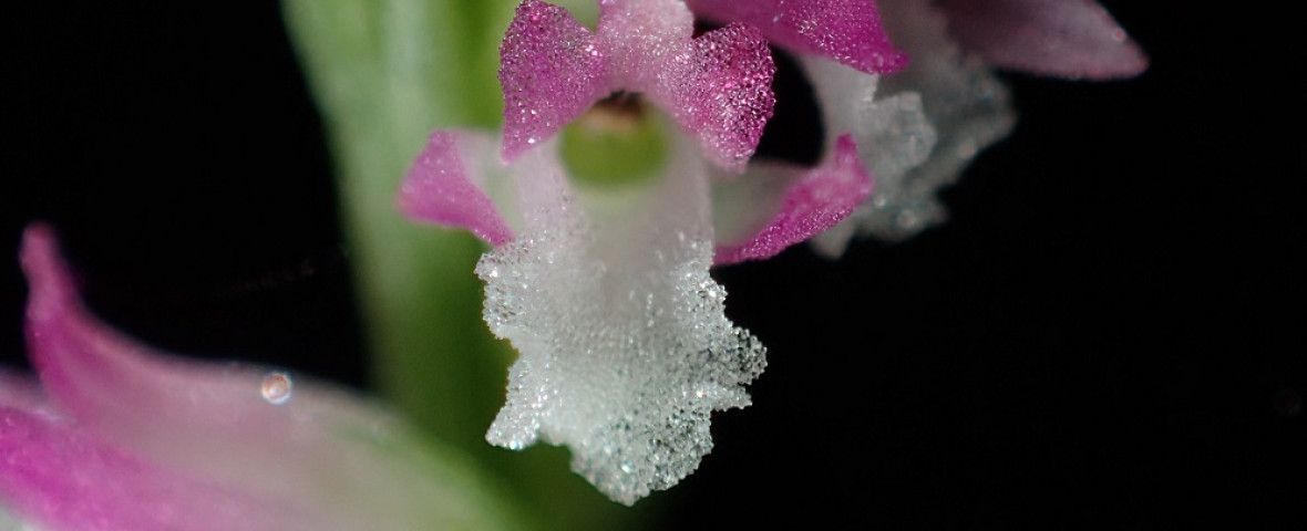 Spiranthes hachijoensis