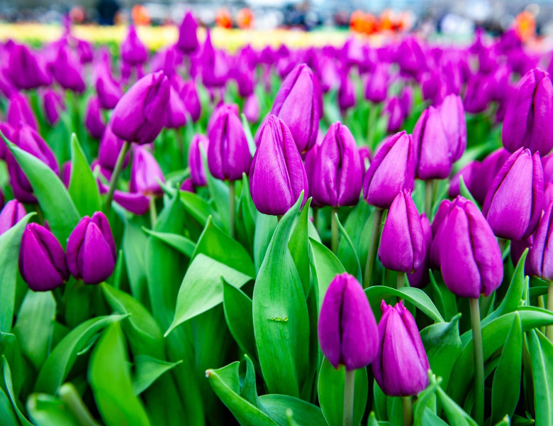 National Tulip Day was organized in Amsterdam, Netherlands - 18 Jan 2025