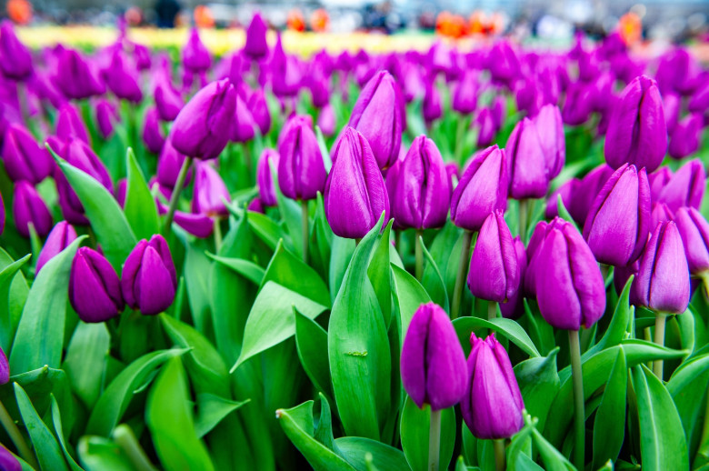 National Tulip Day was organized in Amsterdam, Netherlands - 18 Jan 2025