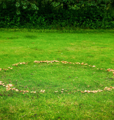 A fairy ring, also known as fairy circle, elf circle, elf ring or pixie ring, is a naturally occurring ring or arc of mushrooms