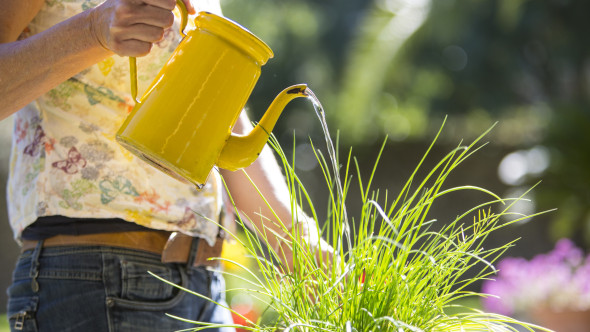 La ce oră trebuie udate plantele pe timp de caniculă. Trucul care le ajută să prospere toată vara