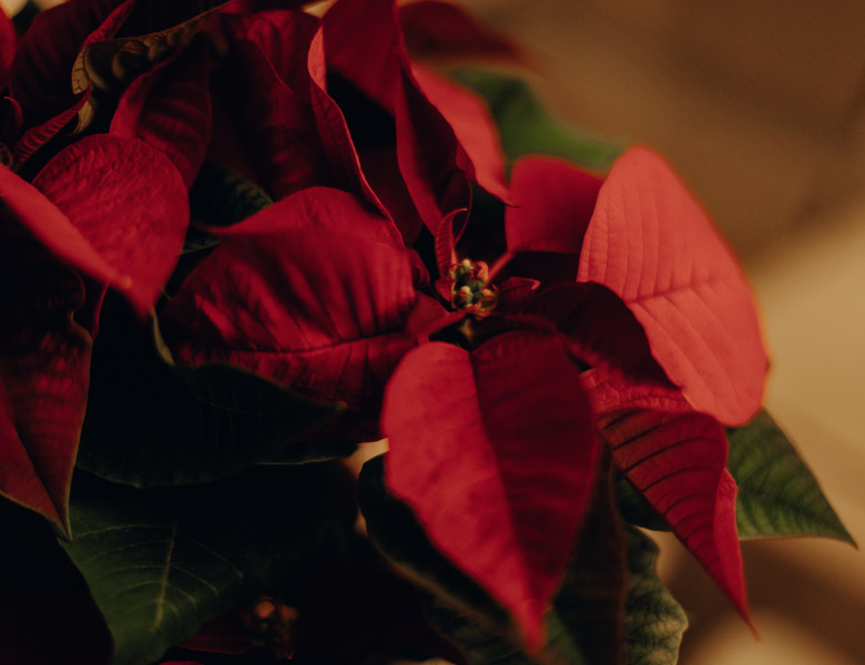 Crăciuniță/ Freepik