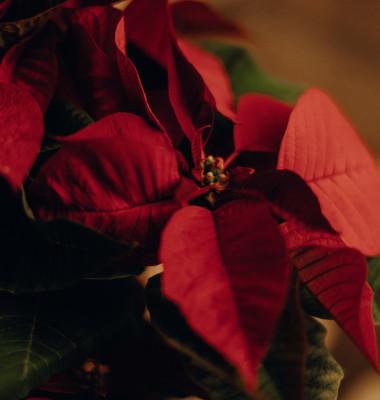 Crăciuniță/ Freepik