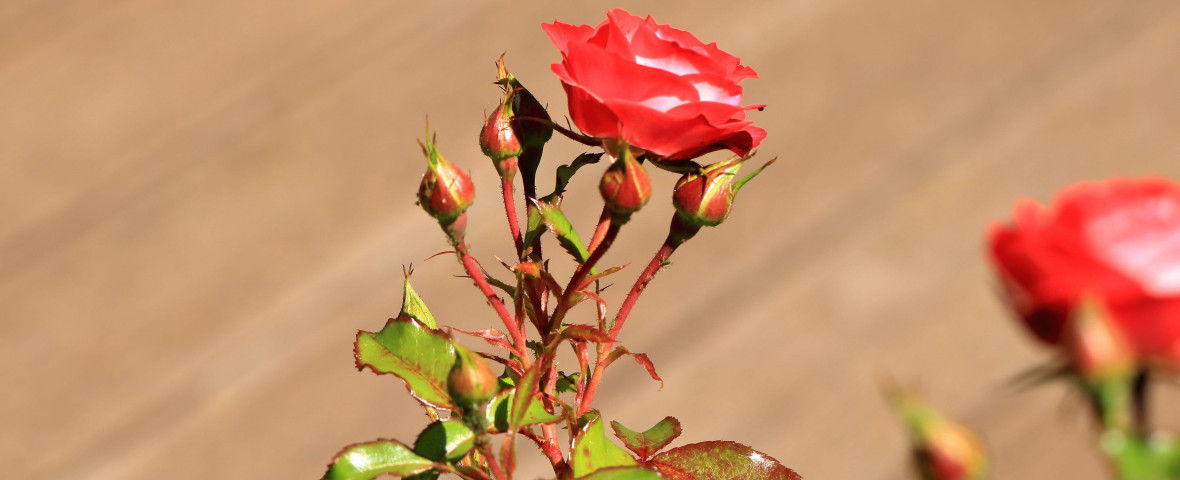 Ce să pui pe trandafiri primăvara ca să nu se îmbolnăvească/ Profimedia