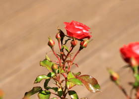 Ce să pui pe trandafiri primăvara ca să nu se îmbolnăvească/ Profimedia