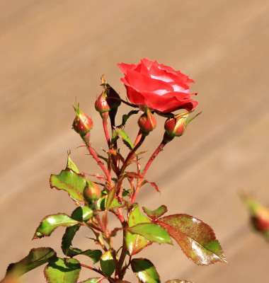 Ce să pui pe trandafiri primăvara ca să nu se îmbolnăvească/ Profimedia