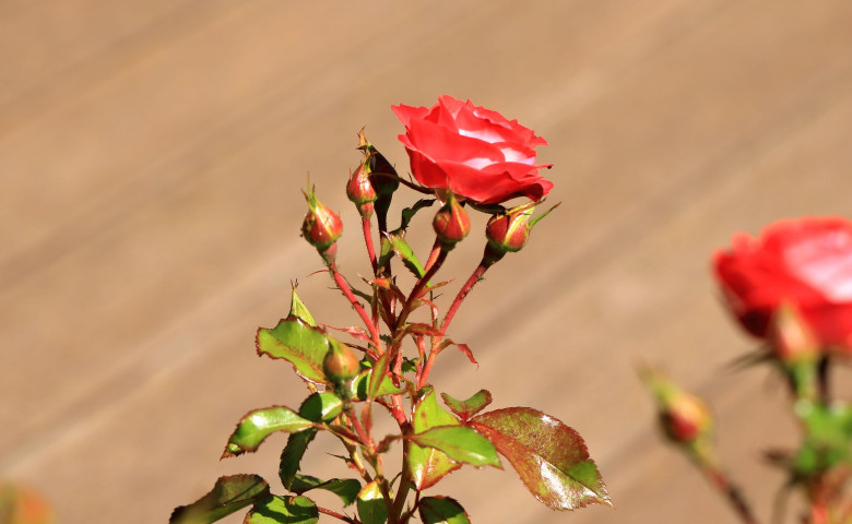 Ce să pui pe trandafiri primăvara ca să nu se îmbolnăvească/ Profimedia