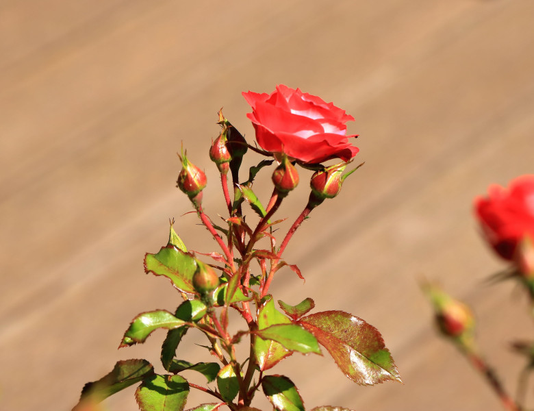 Ce să pui pe trandafiri primăvara ca să nu se îmbolnăvească/ Profimedia