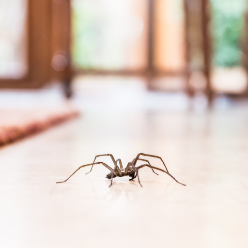 De Ce Nu Trebuie Sa Omori Paianjenii Pe Care Ii Gasesti In Locuinta Potrivit Entomologilor