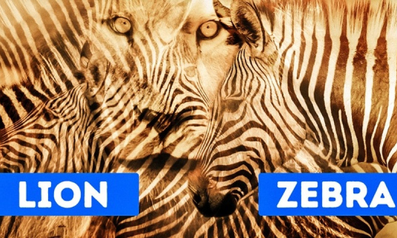 test de personalitate leu zebra