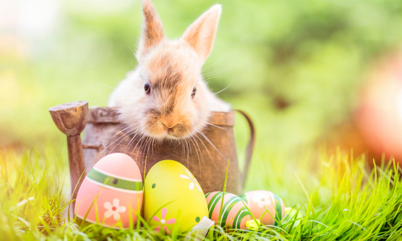 Tradiția iepurașului de Paște/ Shutterstock