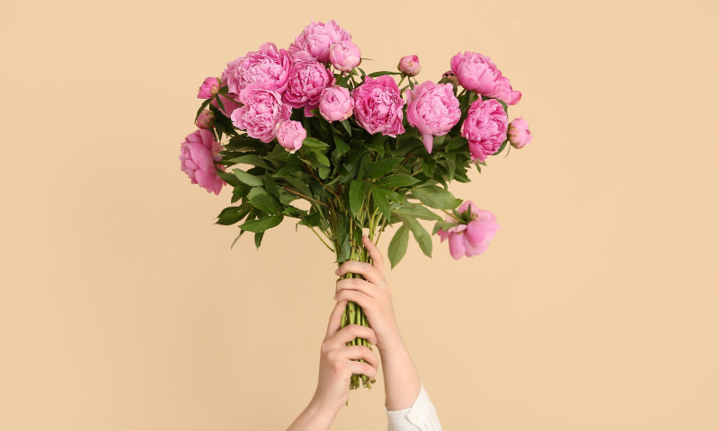 Female,Hands,With,Bouquet,Of,Pink,Peonies,On,Beige,Background