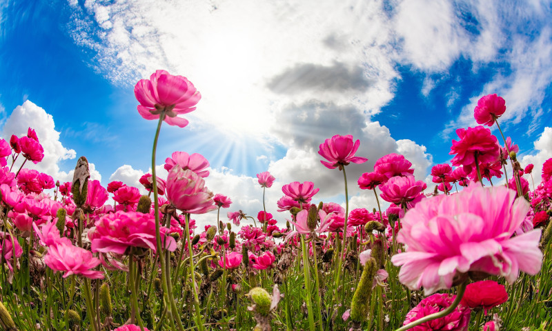 Buttercup,Festival,In,Israel.,Bright,Spring,Sun.,Large,Terry,Lilac