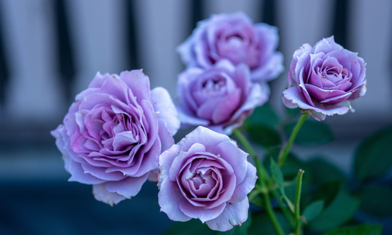 Purple roses in the summer