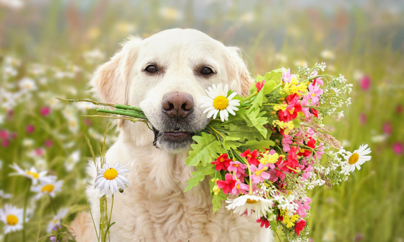 Imagini frumoase de primăvară/ Shutterstock
