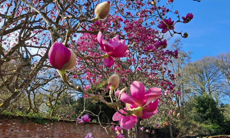 magnolie, primavara, echinoctiu