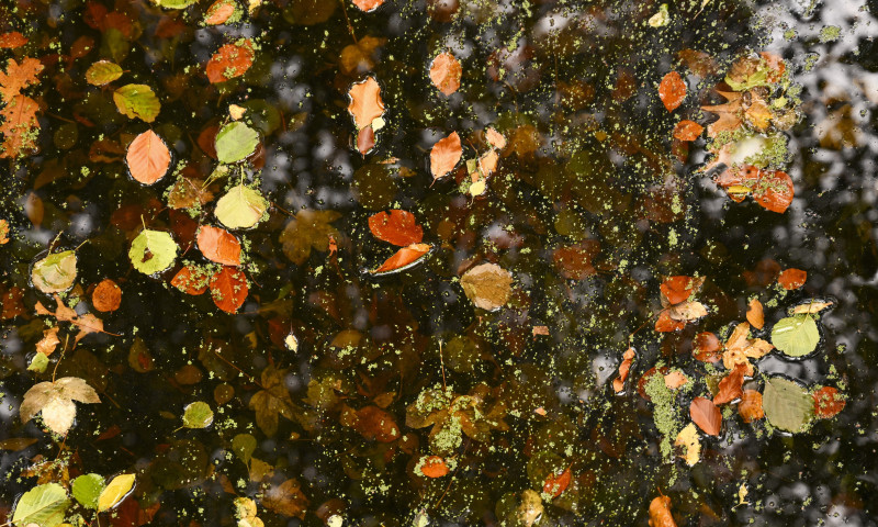 Autumn Colors in Berlin