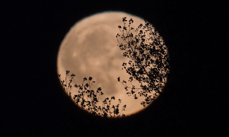 Harvest Moon Rises Over Somerset