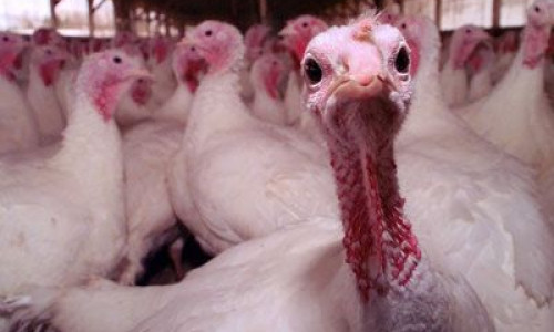asculta-bomba-la-alimentara-difuzata-azi-dimineata-la-alarmaprofm-audio