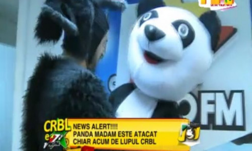 video-super-funny-vezi-cum-si-a-furat-o-ursul-panda-la-emisiunea-lui-crbl