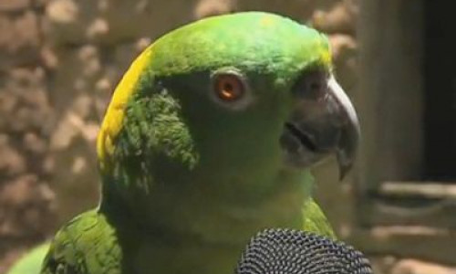 video-papagalul-rocker-se-pregateste-de-concerte-vezi-un-video-super-haios
