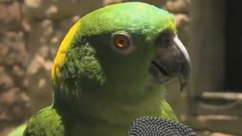 video-papagalul-rocker-se-pregateste-de-concerte-vezi-un-video-super-haios