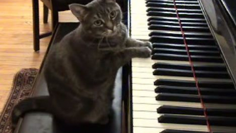 video-o-simfonie-in-toata-regula-pentru-o-pisica
