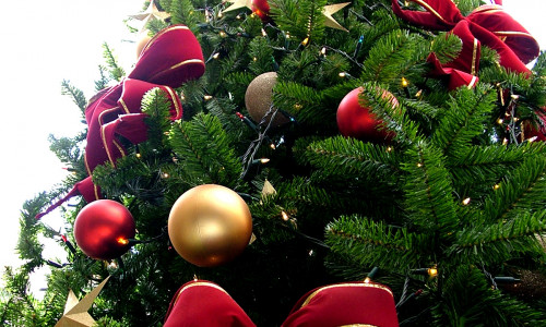 Christmas tree sxc hu