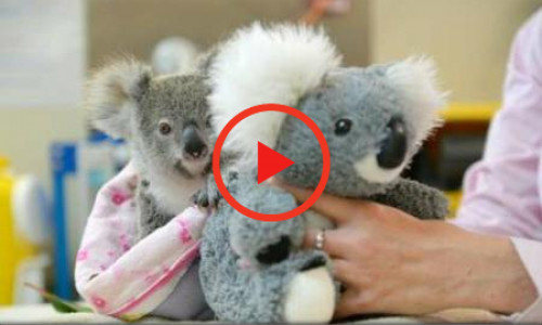 koala-pui-plus-play