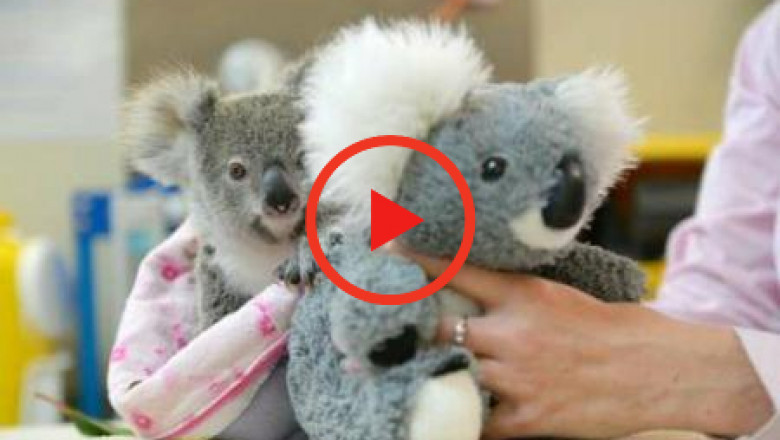 koala-pui-plus-play