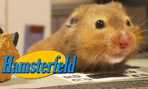 hamsterfeld-2