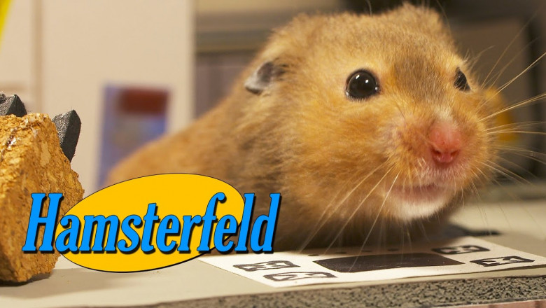 hamsterfeld-2