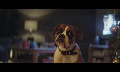 Buster The Boxer - John Lewis Christmas Ad 07-large trans NJjoeBT78QIaYdkJdEY4CnGTJFJS74MYhNY6w3GNbO8