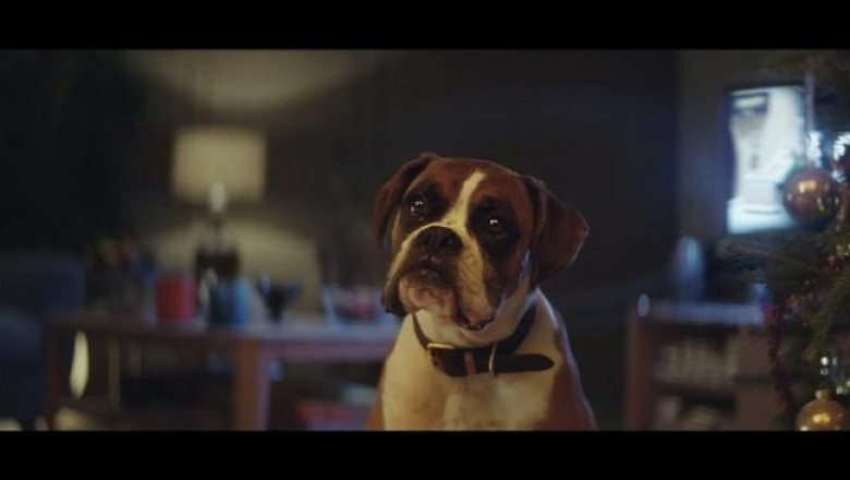 Buster The Boxer - John Lewis Christmas Ad 07-large trans NJjoeBT78QIaYdkJdEY4CnGTJFJS74MYhNY6w3GNbO8