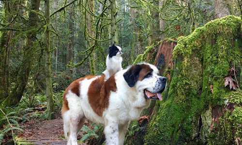 giant-saint-bernard-carries-tiny-dog-blizzard-lulu-david-mazzarella-10