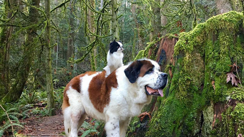 giant-saint-bernard-carries-tiny-dog-blizzard-lulu-david-mazzarella-10