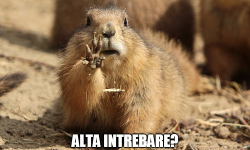 marmota