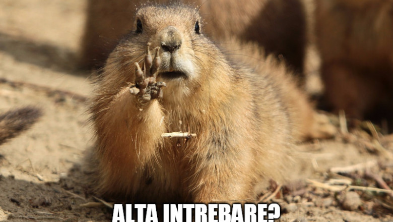 marmota