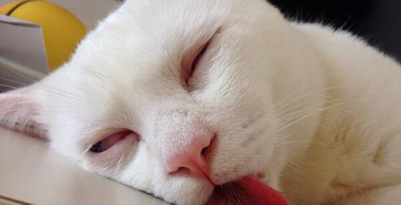 18 Pisici Care Dorm De Rup De Ziua Mondială A Somnului