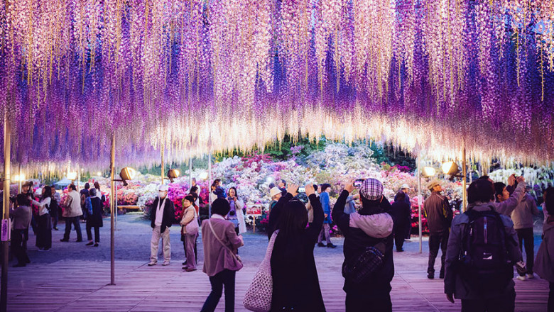 tochigi-wisteria-festival-japan-58e5f7030c700__880