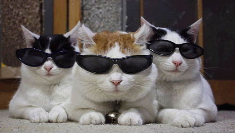 pisici-ochelari-soare