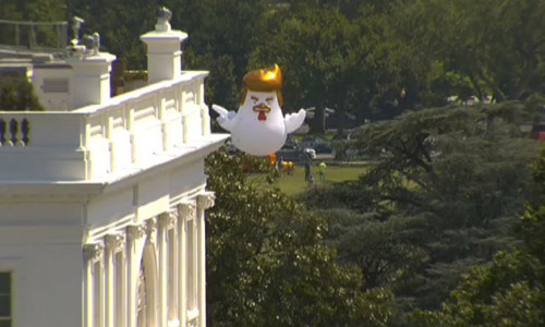 donald-trump-giant-inflatable-chicken-white-house-9-598bfef6c0c4a__700
