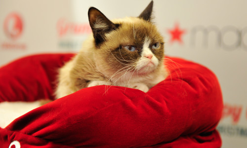 Lifetime's Grumpy Cat's Worst Christmas Ever