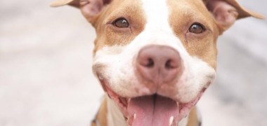 caine pitbull