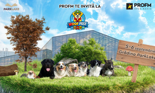 stire woof fest