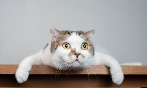 Close up Scottish fold cat head with shocking face and wide open eyes. Frighten or surprised cat when look at something.