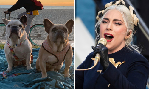 lady-gaga-dogs-1