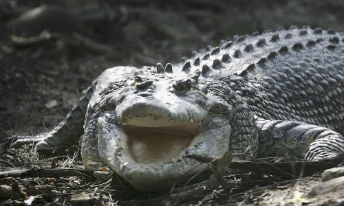 croco