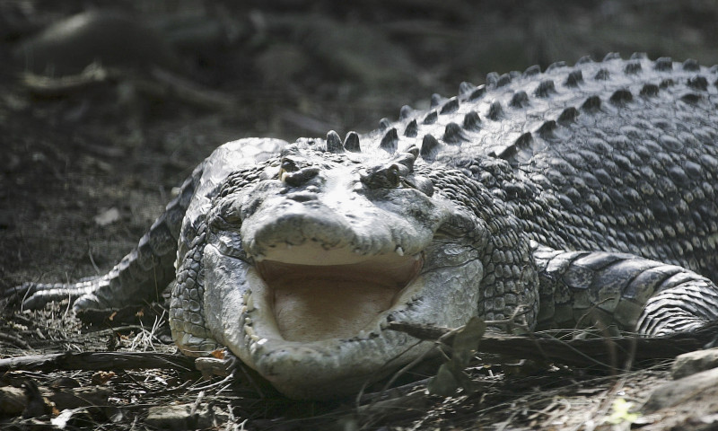 Un primar din Mexic s-a insurat cu un crocodil