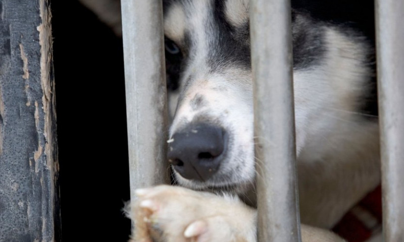USA Alaska Anchorage Dog rests in barred window of kennnel truck
